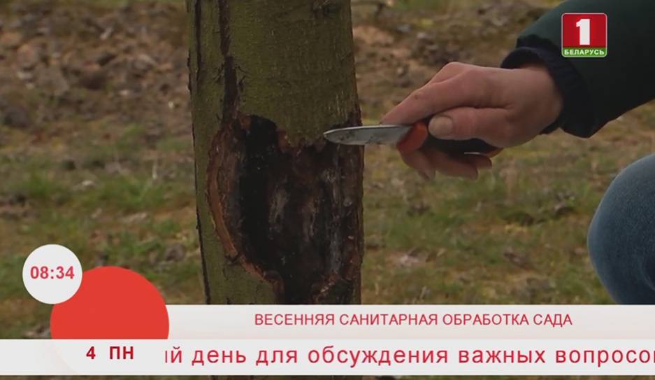 Весенняя санитарная обработка сада для хорошего урожая - tvr.by