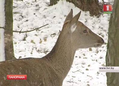 Дмитрий Смирнов - В белорусских лесхозах организовали зимнюю подкормку диких животных - tvr.by