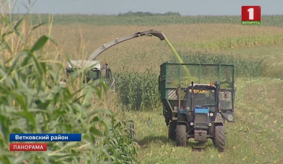 На уборку кукурузы в поля вышли аграрии Гомельской области - tvr.by