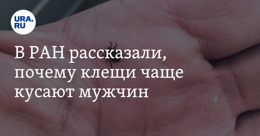 В РАН рассказали, почему клещи чаще кусают мужчин - ura.news - Россия
