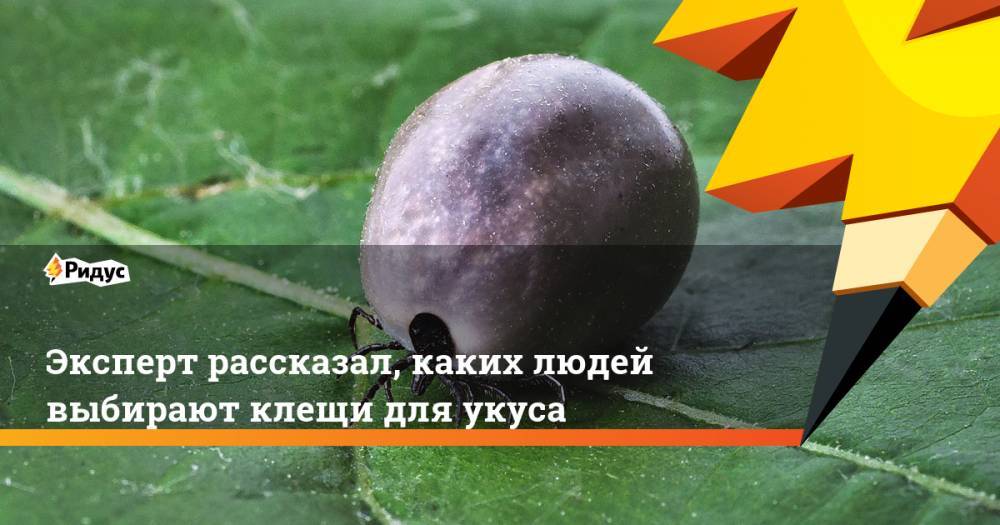 Эксперт рассказал, каких людей выбирают клещи для укуса - ridus.ru - Москва - Россия - Ленинградская обл. - Московская обл. - Кемерово