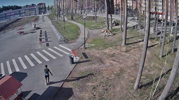 Следователи Березовского ищут мужчину на роликах, насмерть сбившего старушку - znak.com - Россия - Свердловская обл. - Березовск