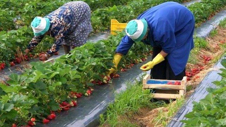 В СМИ назвали число украинцев, уехавших во время карантина в Польшу на заработки - vchaspik.ua - Украина - Польша