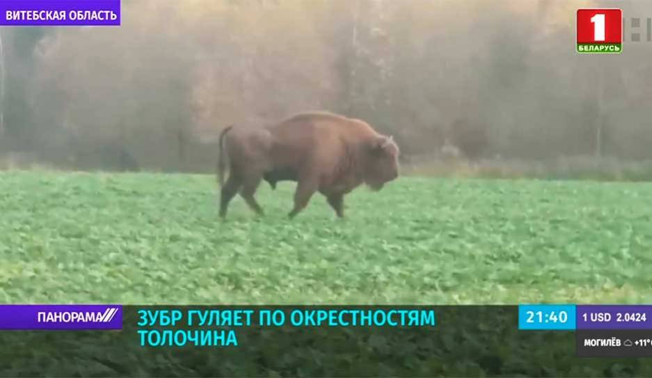 Потерялся? Зубр гуляет по окрестностям Толочина - tvr.by - Белоруссия