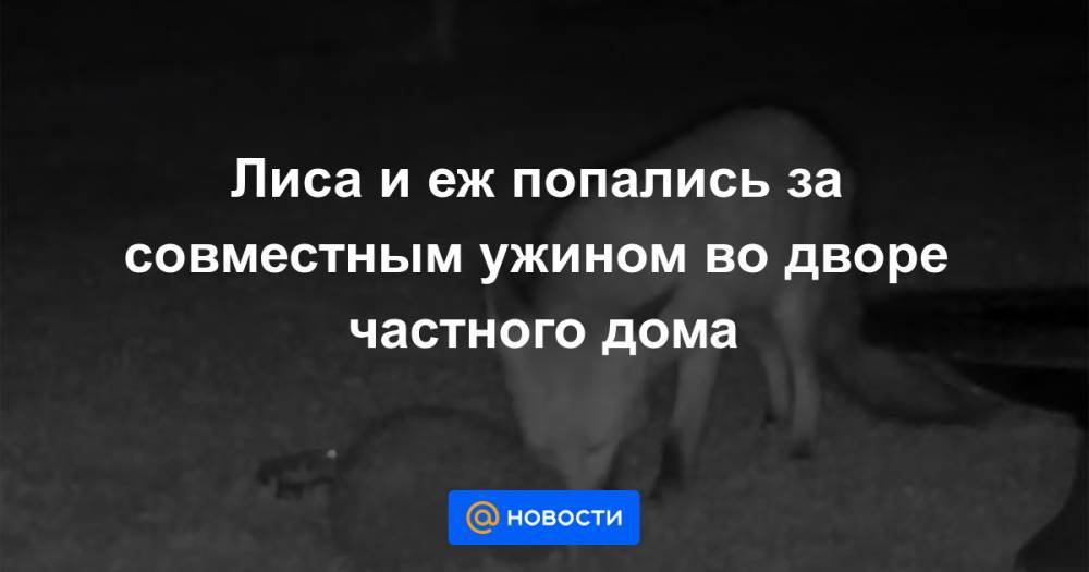 Лиса и еж попались за совместным ужином во дворе частного дома - news.mail.ru - Англия
