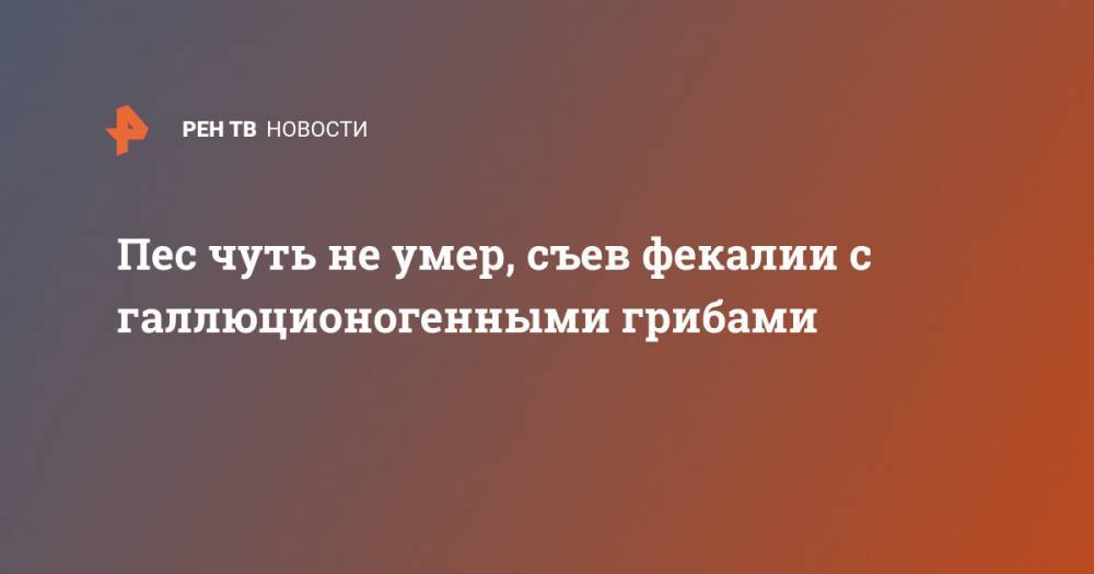 Пес чуть не умер, съев фекалии с галлюционогенными грибами - ren.tv - Австралия
