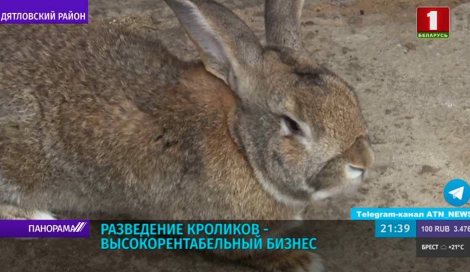В одном из хозяйств Гродненской области решили возродить кролиководство - tvr.by