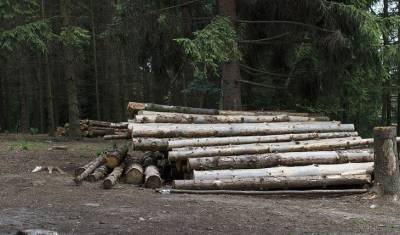 Владимир Путин - Запрет Путина на вывоз древесины понизил акции финских гигантов деревообработки - mirnov.ru - Россия - Финляндия - Helsinki - Запрет