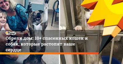 Обрели дом: 10+ спасенных кошек исобак, которые растопят ваше сердце - ridus.ru