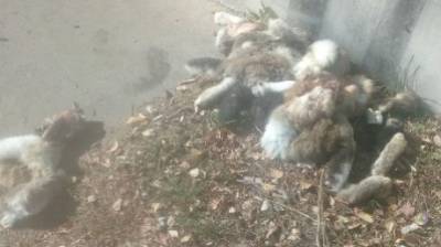 Глас народа | В Пензе полуободранные тушки кроликов выбросили на улицу - penzainform.ru - Пенза