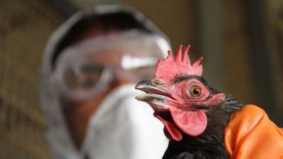Минсельхоз: Падёж из-за птичьего гриппа прекратился в четырёх регионах и Шымкенте - informburo.kz - Казахстан - Шымкент