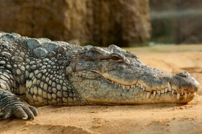 На Алтае браконьер в реке выловил крокодила - aif.ru - респ. Алтай - USA - шт.Флорида