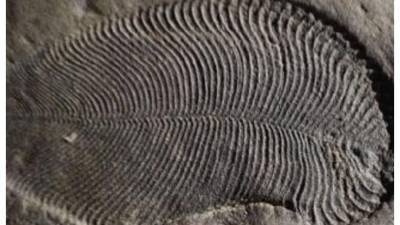 Найденный окаменелый отпечаток древнего пера принадлежал динозавру - piter.tv