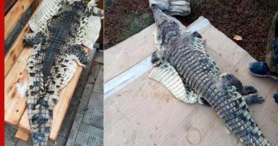 В российской реке поймали крокодила - profile.ru - Алтайский край