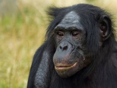 Карликовые шимпанзе бонобо помогли ученым открыть новый вид грибов - polit.ru - Конго