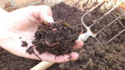 Подкормка для червей в сентябре увеличивает плодородие почвы - skuke.net