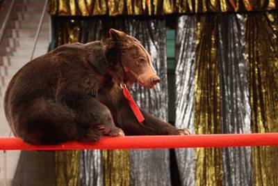 В российском цирке-шапито медведь напал на ребенка - lenta.ru - респ. Саха - район Горный