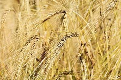 В Аргентине впервые в мире разрешили коммерческое производство ГМО-пшеницы - aif.ru - Бразилия - Аргентина - Индонезия