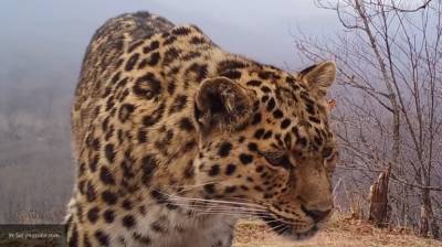 Сотрудники приморского нацпарка рассказали о старейшем леопарде - inforeactor.ru - Охотск