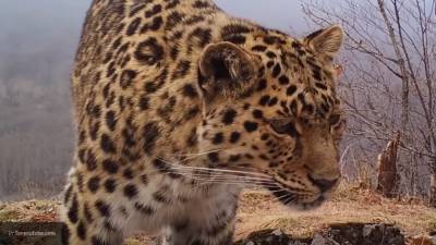 Старейший леопард Охотск попал на фото и покорил пользователей Сети - nation-news.ru - Охотск