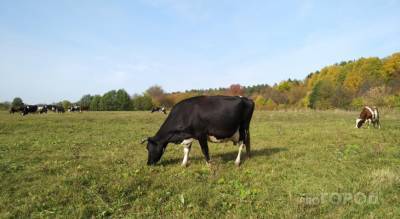 Жительница Чувашии хотела продать корову, но лишилась всех своих сбережений - pg21.ru - респ. Чувашия - район Моргаушский