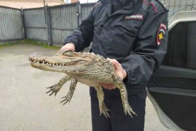 Судимый вологжанин пришел в полицию с крокодилом, чтобы ему разрешили переехать в Сочи - kuban.mk.ru - Сочи - Вологодская обл.