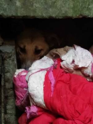 Волонтерам удалось спасти собаку, которая полгода просидела в шахте закрытого завода - enovosty.com - Запорожье