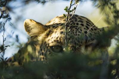 Леопард утащил в кусты семилетнюю девочку и растерзал ее - lenta.ru - India - штат Махараштра