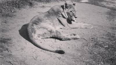 В Пензенском зоопарке умерла 23-летняя львица Дайана - penzainform.ru - Пенза