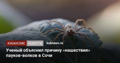 Ученый объяснил причину «нашествия» пауков-волков в Сочи - kubnews.ru - Сочи