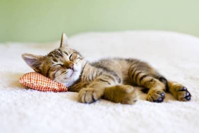 Почему кошка любит спать в хозяйской постели? - skuke.net
