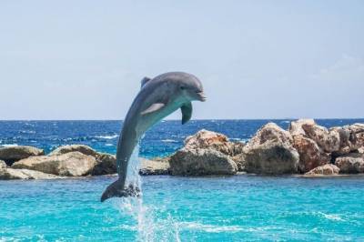 В Египте на берегу обнаружили 11 мёртвых дельфинов - aif.ru - Египет - Маврикий