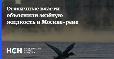 Антон Кульбачевский - Столичные власти объяснили зелёную жидкость в Москве-реке - nsn.fm - Москва