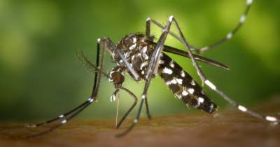 Джонс Хопкинс - Ученые узнали, как комары отличают вкус крови от вкуса нектара - popmech.ru