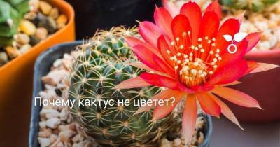 Почему кактус не цветет? - skuke.net