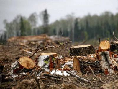 Житель Миасса заплатит более миллиона рублей за вырубку леса в соседнем регионе - u24.ru - Башкирия - район Учалинский - Миасс