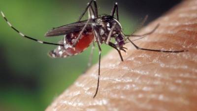 Джонс Хопкинс - Ученые из США выяснили, как комары отличают вкус крови от вкуса нектара - piter.tv - США