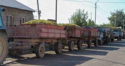 Спасти виноград: министр ознакомился с вопросами закупа урожая в Армении - ru.armeniasputnik.am - Армения - Ереван