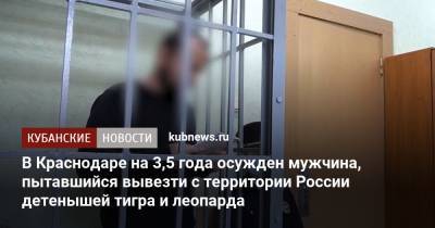 В Краснодаре на 3,5 года осужден мужчина, пытавшийся вывезти с территории России детенышей тигра и леопарда - kubnews.ru - Россия - Краснодар - Узбекистан