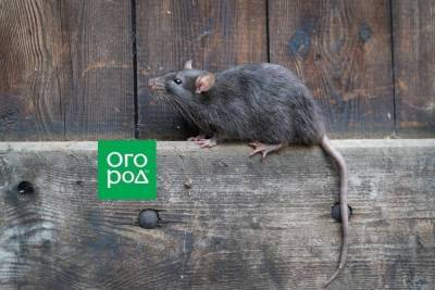 Чем опасны крысы в доме и как от них избавиться - skuke.net