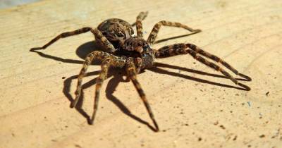 В Сочи началось нашествие гигантских пауков - popmech.ru - Сочи