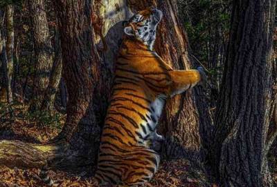 Сергей Горшков - Фото амурского тигра из Приморья стало лучшим снимком дикой природы в 2020 году - m24.ru - Англия - Приморье край