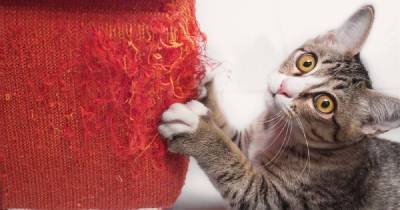 6 действенных способов отучить кота от вредной привычки точить когти о мебель - skuke.net