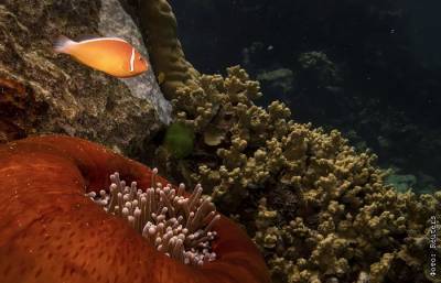 Австралия - Большой барьерный риф потерял более 50% кораллов с 1995 года - interfax.ru - Москва - Australia - штат Квинсленд