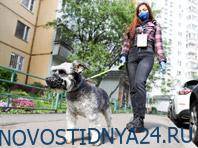 Кирилл Зыков - Собаки с прогулки могут принести в дом коронавирус, предупреждает эксперт - novostidnya24.ru - Москва