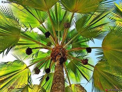 Притчардия тихоокеанская – веерная пальма Фиджи - skuke.net - Фиджи