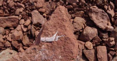 Древнейшие зубные камни нашли у предка млекопитающих - popmech.ru - Гренландия