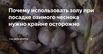 Почему использовать золу при посадке озимого чеснока нужно крайне осторожно - skuke.net - Волгоград