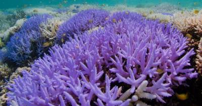 Большой Барьерный риф потерял 50% кораллов: массовая гибель - popmech.ru - Австралия