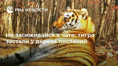 Не засиживайся в чате: тигра застали у дерева посланий - ria.ru - Москва - Россия - Англия - Приморье край